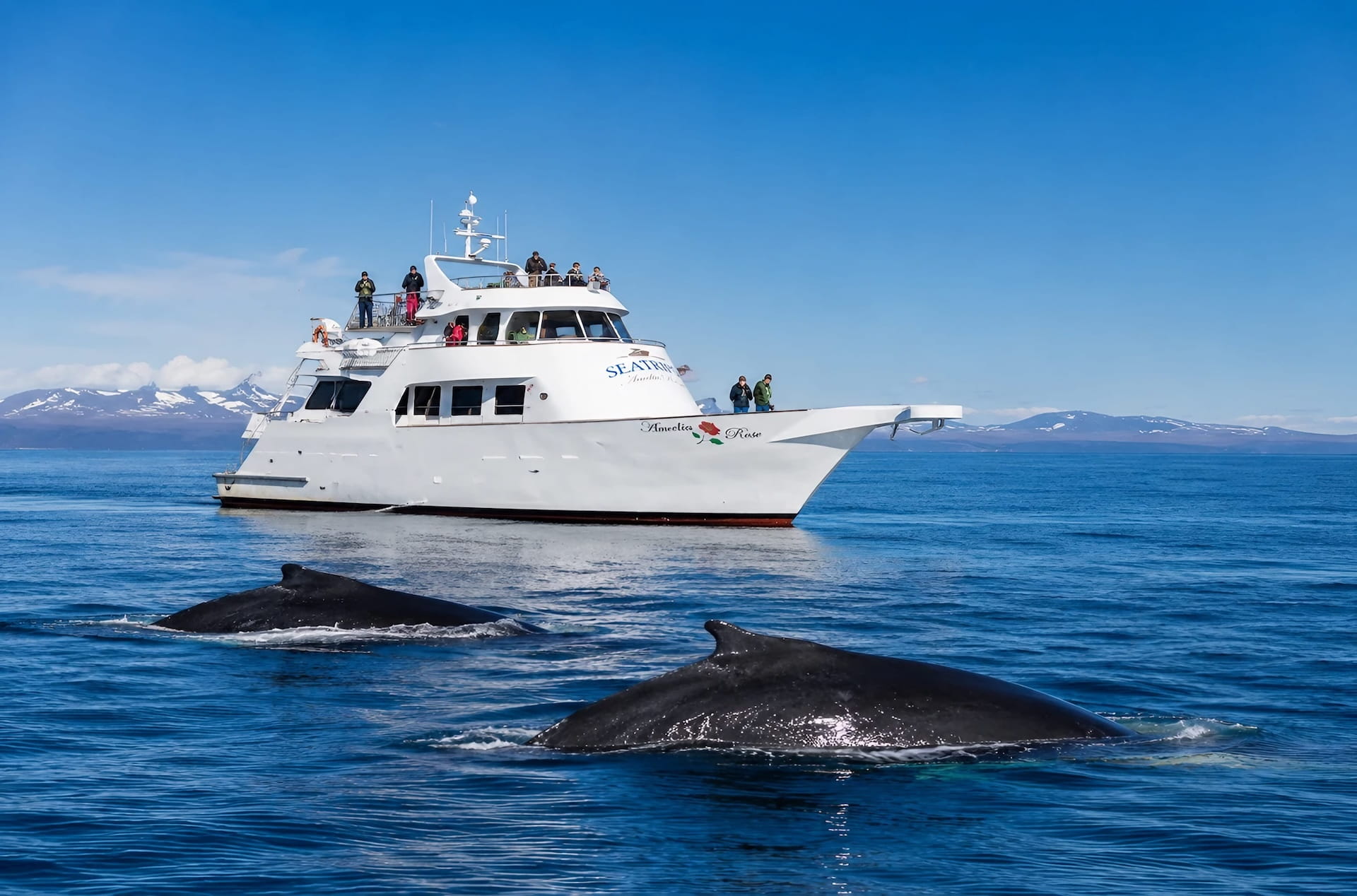 Whale Watching Reykjavik Yacht